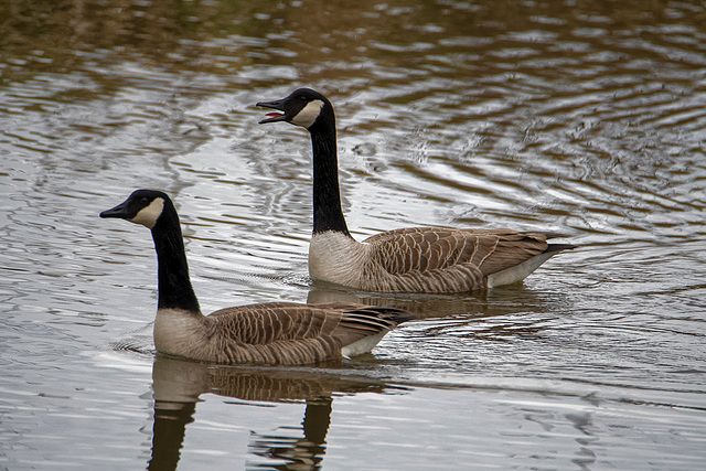 Canada geese