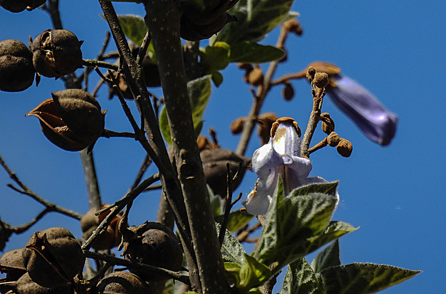 20200517 7405CPw [D~LIP] Blauglockenbaum (Paulownia tomentosa), UWZ, Bad Salzuflen