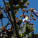 20200517 7405CPw [D~LIP] Blauglockenbaum (Paulownia tomentosa), UWZ, Bad Salzuflen