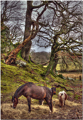 Snowdonia Hill Farm