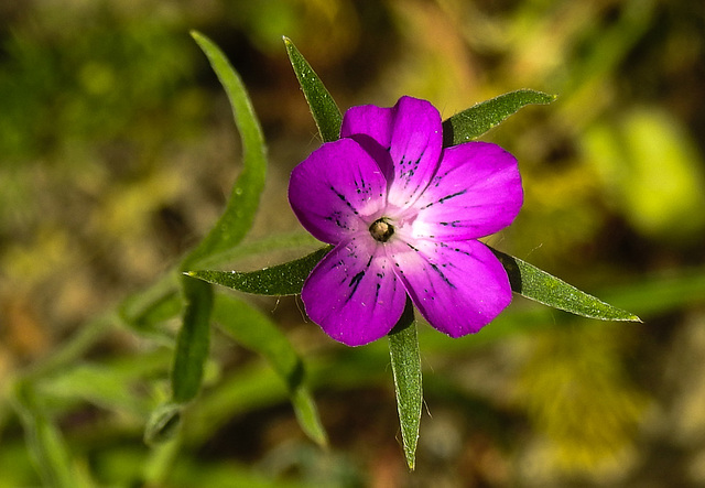 20220620 1278CPw [D~LIP] Kornrade (Agrostemma githago) [Ackerrade] [Kornnelke] [Kornrose], Bad Salzuflen