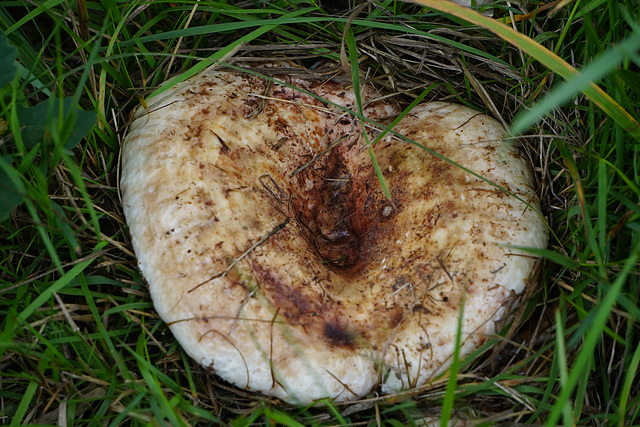 Großer flacher Pilz