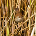 Cetti's warbler