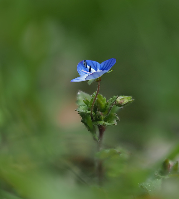 Gewitterblümchen