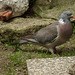 DSC00561