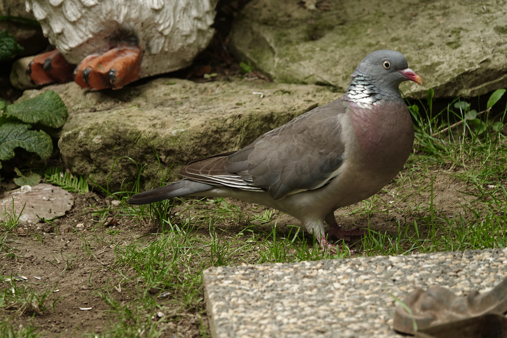 DSC00561