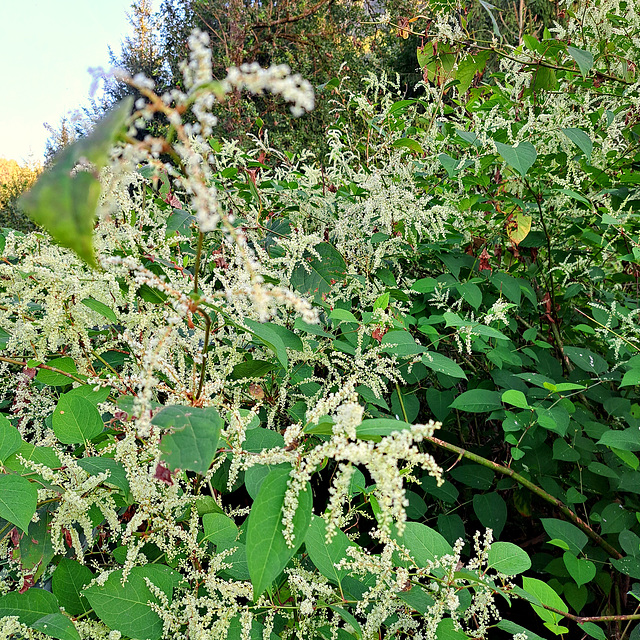 Japanischer Staudenknöterich (Fallopia japonica)