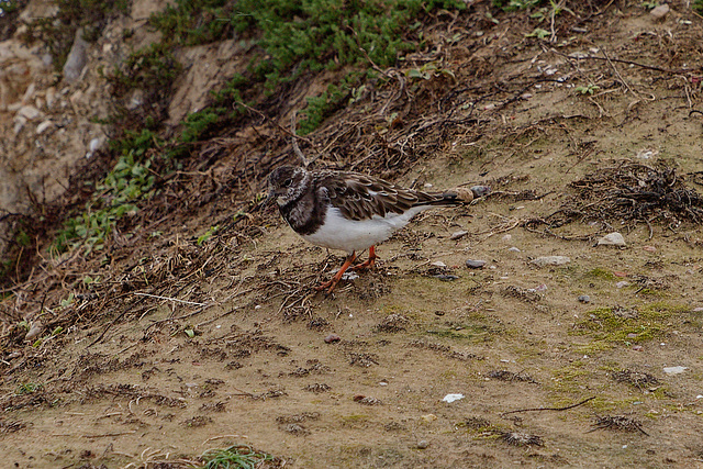 Arenaria interpres