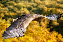 Seeadler. . .