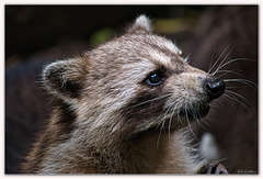 Racoons - Raton laveur