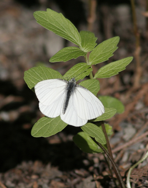 piéride des crucifères/mustard white/pieris oleracea