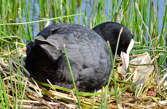 Nesting Coot