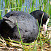 Nesting Coot