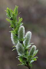 Willow Catkins