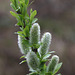 Willow Catkins