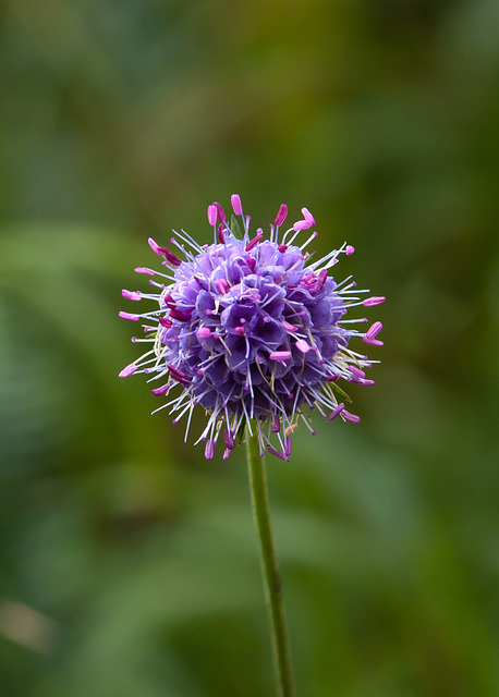 Devil's-Bit Scabious, Aros Park, Mull