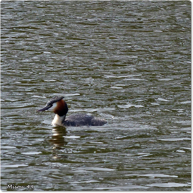 PARC du TEICH (33 Gironde)