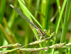 Common Bluet - IMG 0526