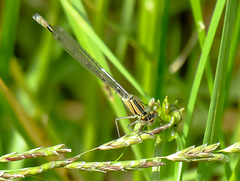 Common Bluet - IMG 0526