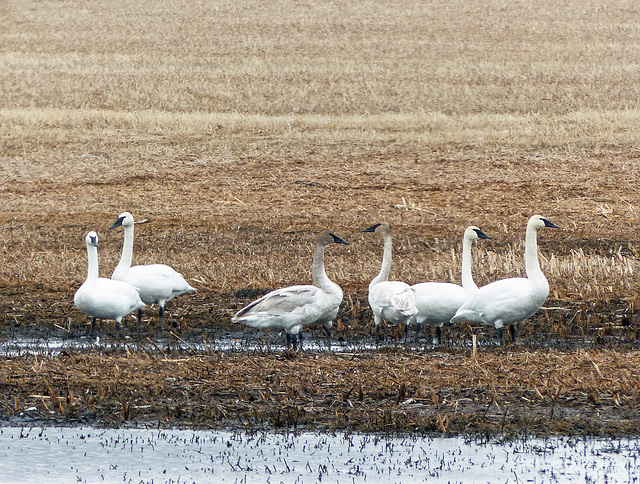Trumpeter Swans, Frank Lake area