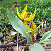 Trout Lilies (Erythronium americanum)