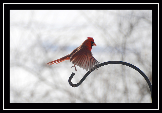 Cardinal en vol