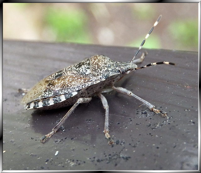 Marmorierte Baumwanze (Halyomorpha halys). ©UdoSm