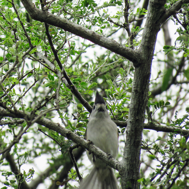 Day 8, Black-crested Titmouse, Santa Ana