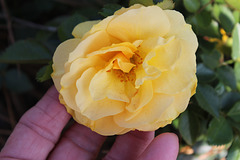 My little ray of sunshine today.... first bloom for this new Rose bush....