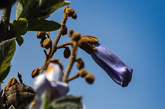 20200517 7406CPw [D~LIP] Blauglockenbaum (Paulownia tomentosa), UWZ, Bad Salzuflen