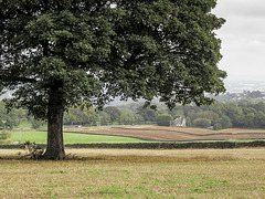 Lonely sycamore and Wigley Farm fields