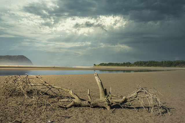 Drift Wood on the Mudflat