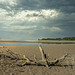 Drift Wood on the Mudflat