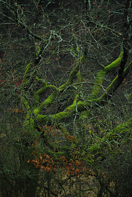 Quercus robur