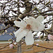 le temps des magnolias est revenu