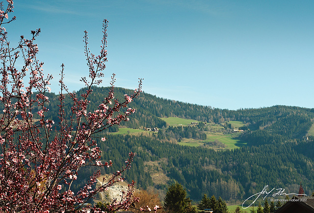 Erste Blüten