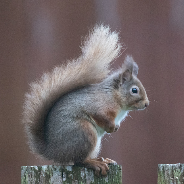 Red Squirrels