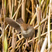 Cetti's warbler