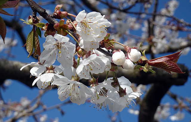 Hurra der Frühling ist wirklich da