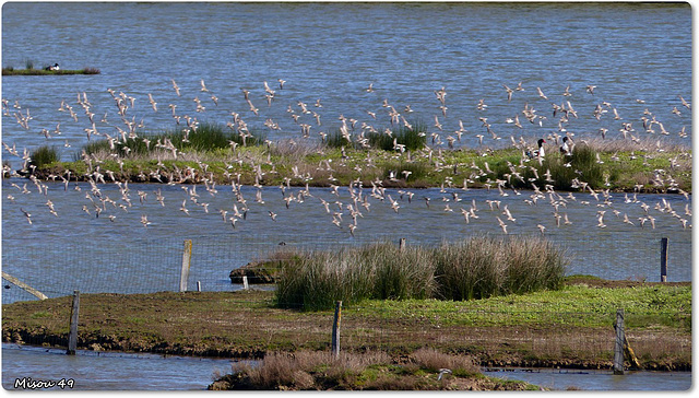 PARC du TEICH (33 Gironde)