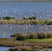 PARC du TEICH (33 Gironde)