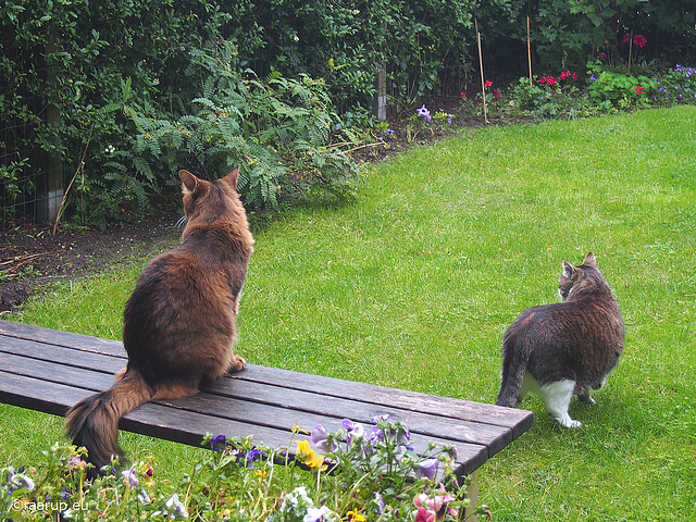 Wet grass, 2 - Happy Caturday