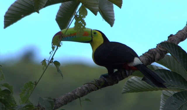 IMG_3279toucan