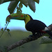 IMG_3279toucan