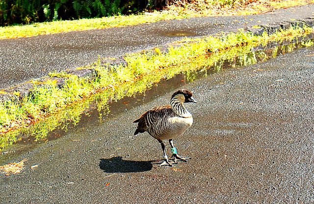 Nene -- The  Hawaiian National Bird.   Why did it cross the road?