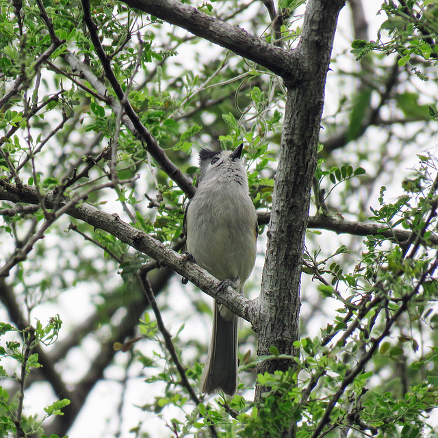 Day 8, Black-crested Titmouse