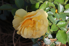Small yellow Rose,  blooming this year for the first time,  planted late last summer...