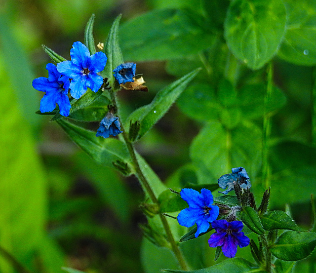 20200517 7407CPw [D~LIP] Blauer Steinsame (Aegonychon purpurocaeruleum), UWZ, Bad Salzuflen