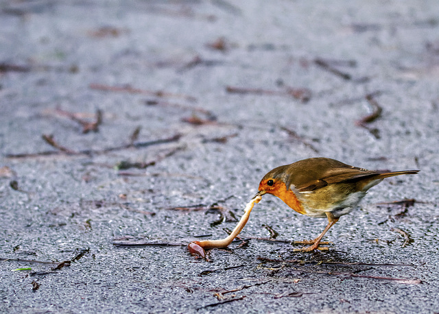 Robin with a Worm