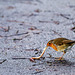 Robin with a Worm